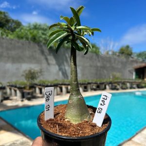 1707 03 Rosa do Deserto BRD 131