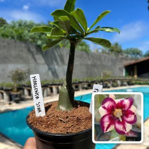 1707 05 Rosa do Deserto Margareth Star