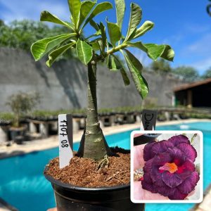 1707 08 Rosa do Deserto Dama da Noite