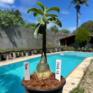 1707 13 Rosa do Deserto Pear