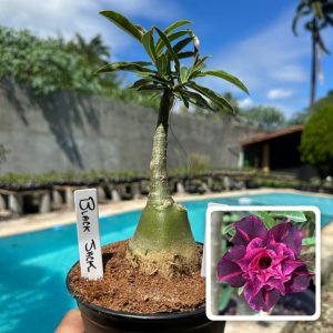 1707 16 Rosa do Deserto Black Jack