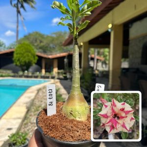 1707 18 Rosa do Deserto Girassol