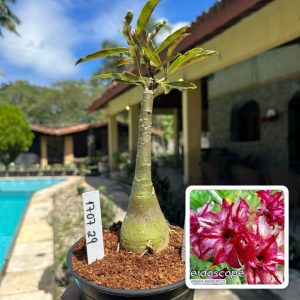 1707 29 Rosa do Deserto Kaleidoscope