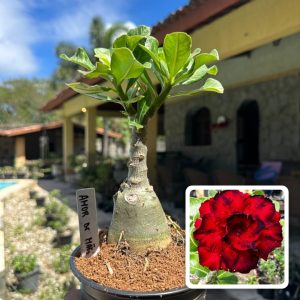 1707 30 Rosa do Deserto Amor de Mãe