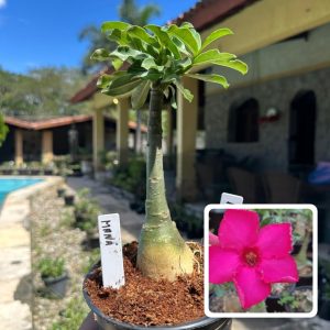 1707 31 Rosa do Deserto Mana Roa