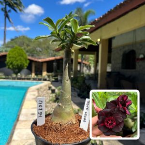 1707 34 Rosa do Deserto Trufa Negra