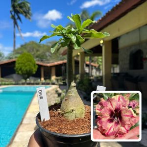 1707 36 Rosa do Deserto Diva