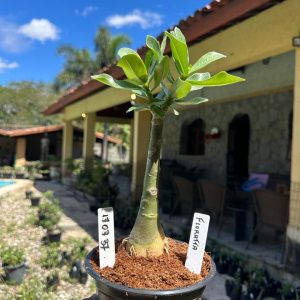 1707 37 Rosa do Deserto Floratta