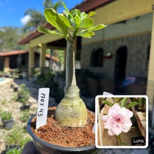 1707 43 Rosa do Deserto Luva