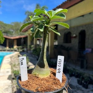 1707 49 Rosa do Deserto Pear