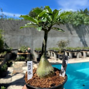 1707 10 Rosa do Deserto Margeta Star
