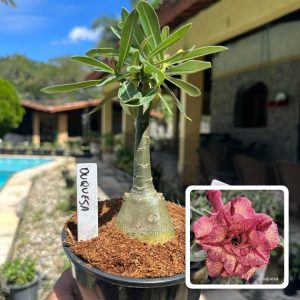 1707 20 Rosa do Deserto Duquesa