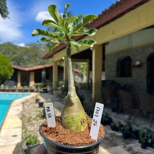 1707 27 Rosa do Deserto Mr 54