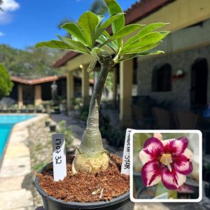 1707 32 Rosa do Deserto Margareth Star