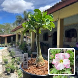 1707 99 Rosa do Deserto Bri - Rose Buquê