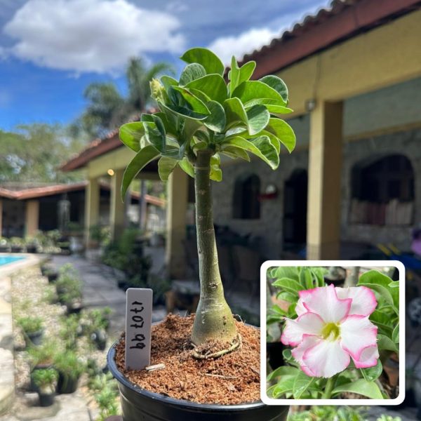 Rosa do Deserto Bri - Rose Buquê
