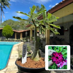 1707 53 Rosa do Deserto Brd 100