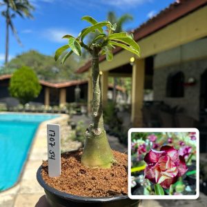 1707 54 Rosa do Deserto Spartacus