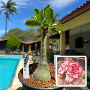 1707 55 Rosa do Deserto Cake Tower
