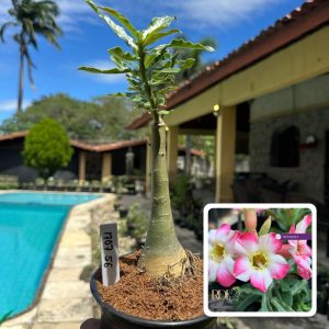 1707 56 Rosa do Deserto Noble Lady