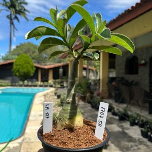 1707 58 Rosa do Deserto Lm 127
