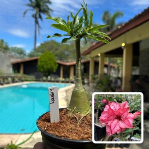 1707 59 Rosa do Deserto Liberty