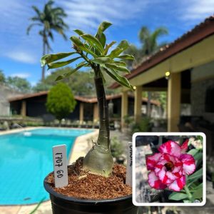 1707 60 Rosa do Deserto Cristal