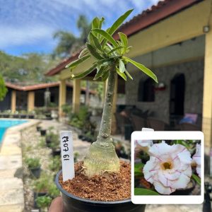1707 61 Rosa do Deserto Blend
