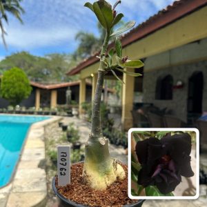 1707 62 Rosa do Deserto Black