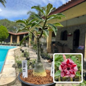 1707 64 Rosa do Deserto Canan 26