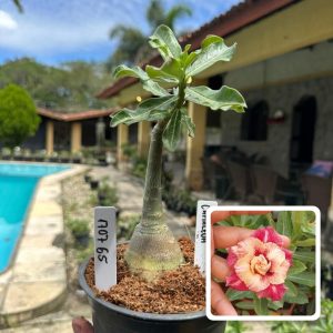 1707 65 Rosa do Deserto Camaleoa