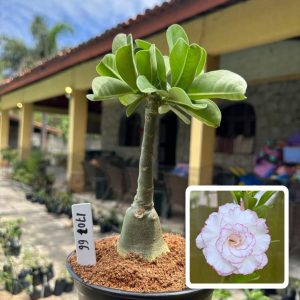 1707 66 Rosa do Deserto Neva Rosa