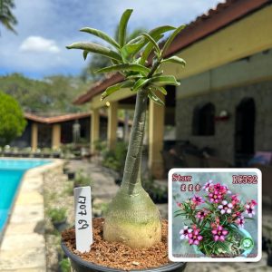 1707 69 Rosa do Deserto Star