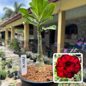 1707 71 Rosa do Deserto Amor de Mãe