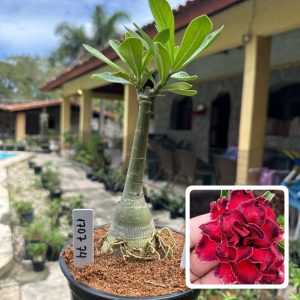 1707 74 Rosa do Deserto Dalila De Sansão