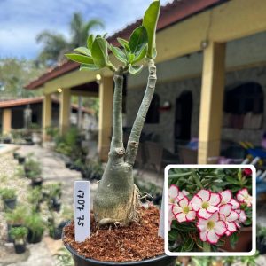 1707 75 Rosa do Deserto Carpe Dier
