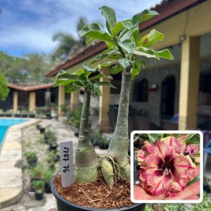 1707 76 Rosa do Deserto Diva