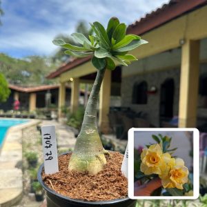1707 79 Rosa do Deserto Floratta