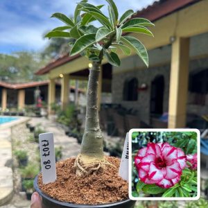 1707 80 Rosa do Deserto Hanna
