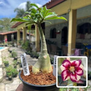 1707 81 Rosa do Deserto Margeta Star