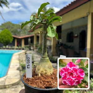 1707 82 Rosa do Deserto Sorvete