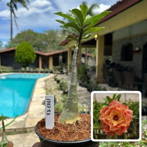 1707 83 Rosa do Deserto Canan 114