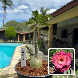 1707 85 Rosa do Deserto Mei xiang