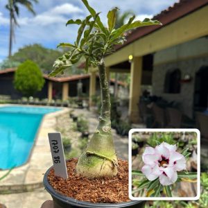 1707 86 Rosa do Deserto Winter Cherry