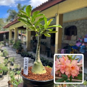 1707 96 Rosa do Deserto Miral