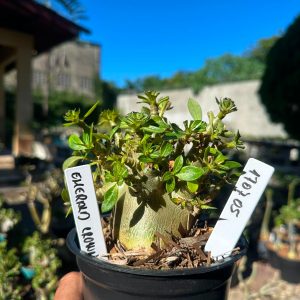 1707 05 Arabicum Emerald Crown F3
