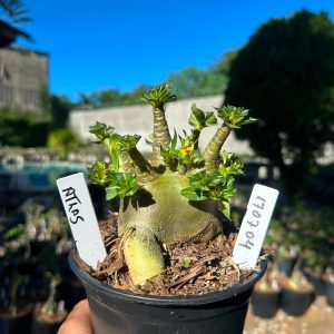 1707 04 Arabicum Atlas F3