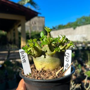 1707 40 Arabicum Popeye F3
