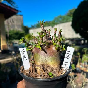 1707 37 Arabicum Javali F3