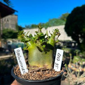 1707 35 Arabicum Braquiossauro F3